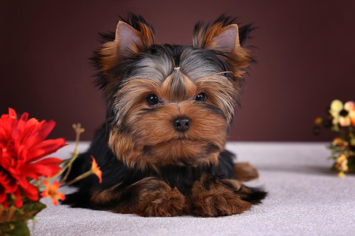 Yorkshire sales paradise pups